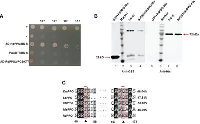 Nucleoprotein of a Rice Rhabdovirus Serves as the Effector to Attenuate Hemolymph Melanization and Facilitate Viral Persistent Propagation in its Leafhopper Vector